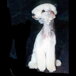 Bedlington Terrier 