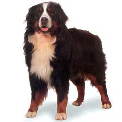 Bernese Mountain Dog front