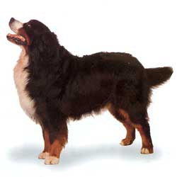 Bernese Mountain Dog stand