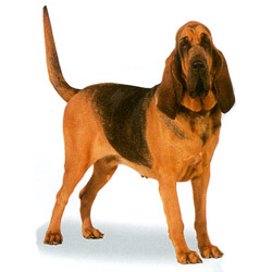 Bloodhound