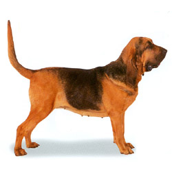 Bloodhound