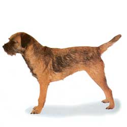 Border Terrier 