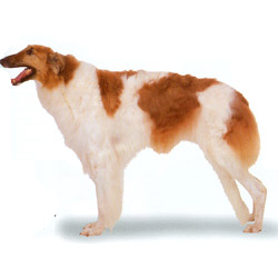 Borzoi