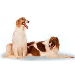 Borzoi