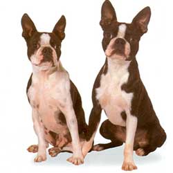 Boston Terrier 