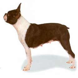 Boston Terrier 