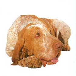 Bracco Italiano 