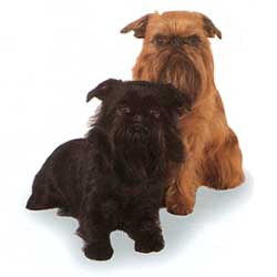 Brussels Griffon sit