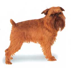 Brussels Griffon stand