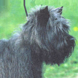 Cairn Terrier 