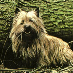 Cairn Terrier 