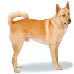 Canaan Dog 