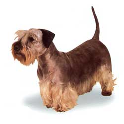 Cesky Terrier 