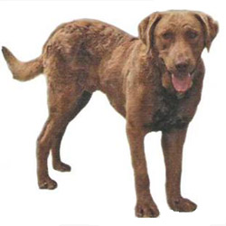 Chesapeake Bay Retriever 