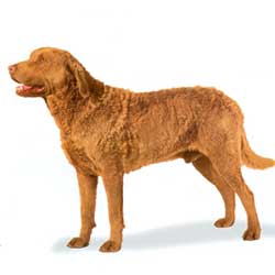 Chesapeake Bay Retriever 