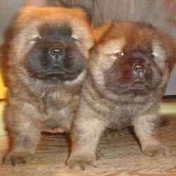 Chow Chow puppy