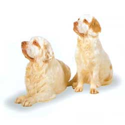 Clumber Spaniel 