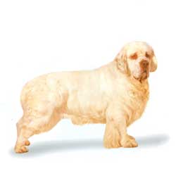 Clumber Spaniel 