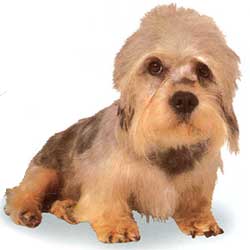 Dandie Dinmont Terrier