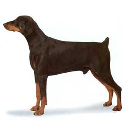 Doberman stand