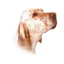 English Setter 