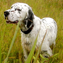 English Setter 