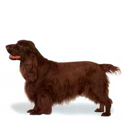 Field Spaniel 