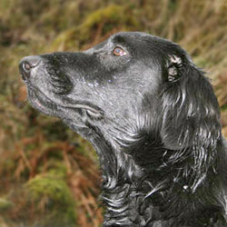 Flat-Coated Retriever 