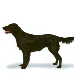 Flat-Coated Retriever 