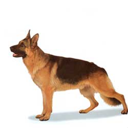 German Shepherd Dog stand