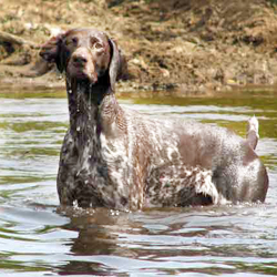 German Shorthaired Pointer 