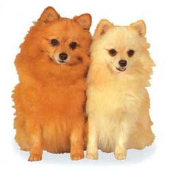 German Spitz