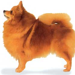 German Spitz