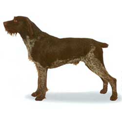 German Wirehaired Pointer 