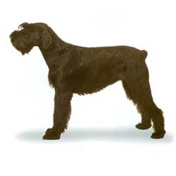 Giant Schnauzer stand