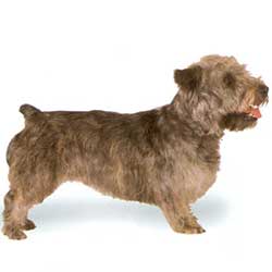 Glen of Imaal Terrier 