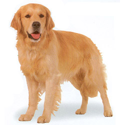 Golden Retriever 