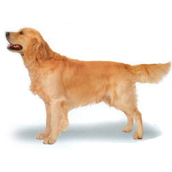 Golden Retriever 