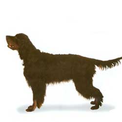 Gordon Setter 