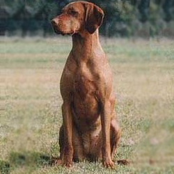 Hungarian Wirehaired Vizsla 