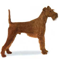 Irish Terrier 