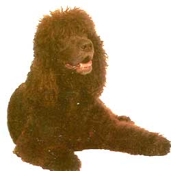 Irish Water Spaniel 