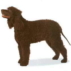 Irish Water Spaniel 