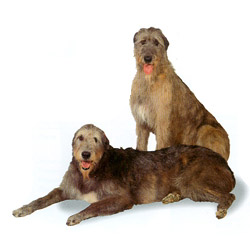 Irish Wolfhound 