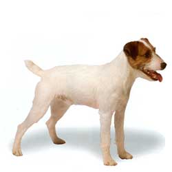 Jack Russell Terrier