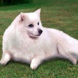 Japanese Spitz