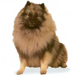 Keeshond 