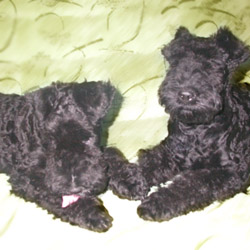 Kerry Blue Terrier 