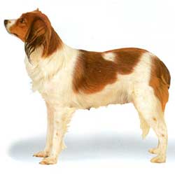 Kooikerhondje