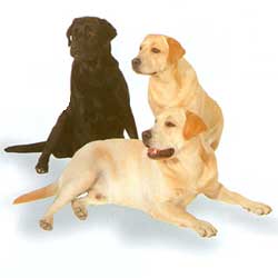 Labrador Retriever 